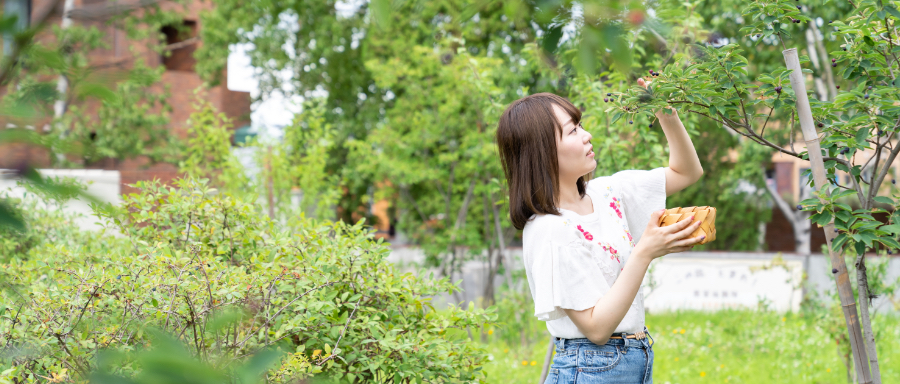 写真：果樹園で果物を採る学生