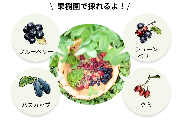 写真:ハイコート果樹園で採れる果物